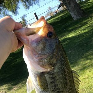 Meet your Posher, Danny